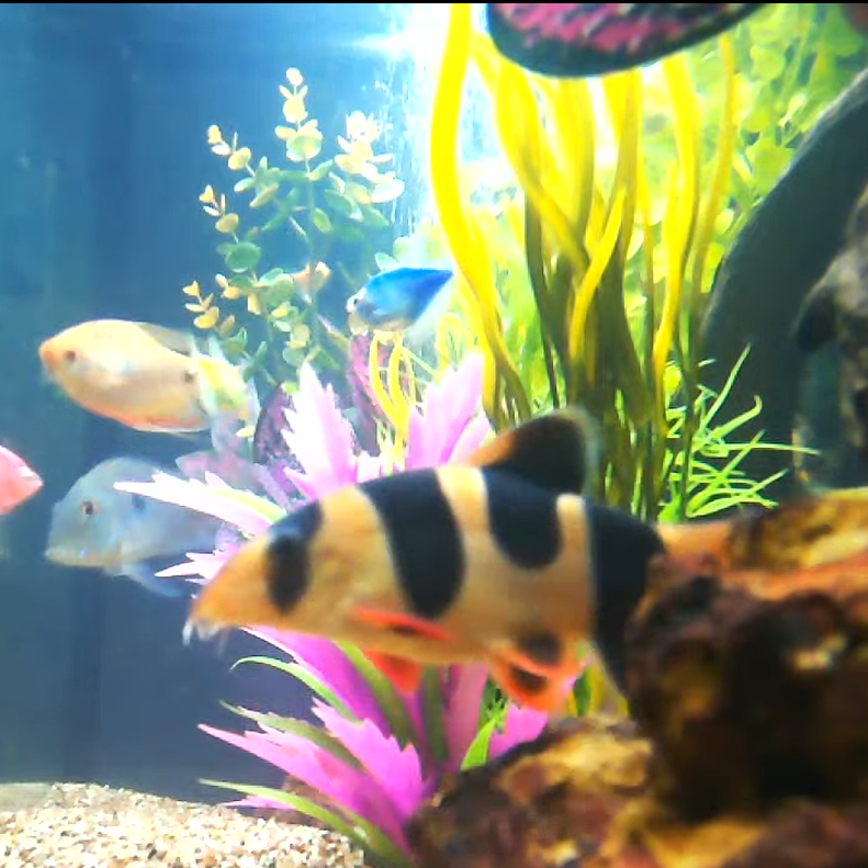 BPL FishTank Live and Online